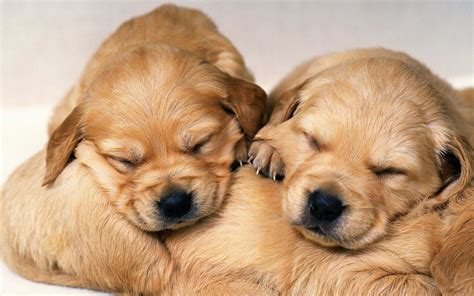 Cute puppies 